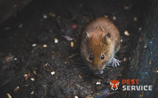 Дератизация в Самаре